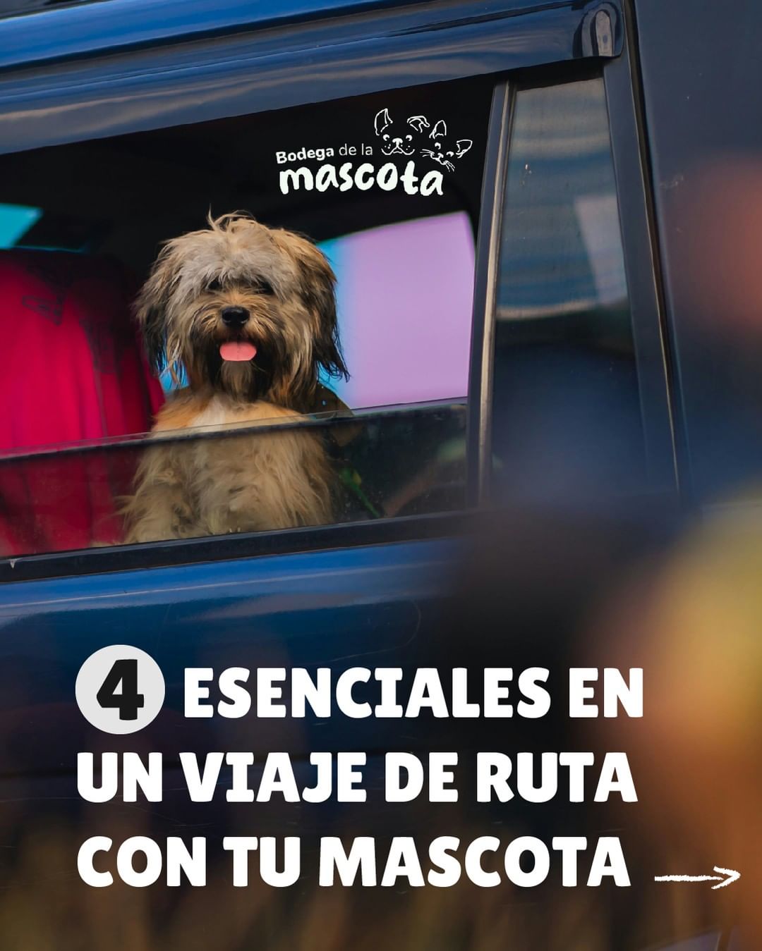 4 Esenciales en un viaje de ruta con tu Mascota