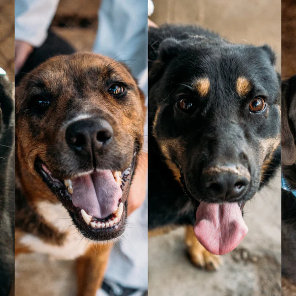 Perritos en adopción Quillota, La Cruz, Limache, San Pedro, La Calera