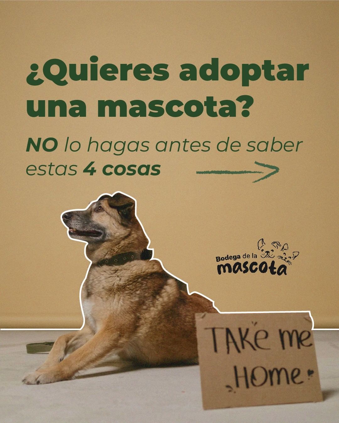 ¿Pensando en adoptar una mascota? Aquí te dejamos 4 cosas que debes saber antes de tomar esta decisión 🐾🏠