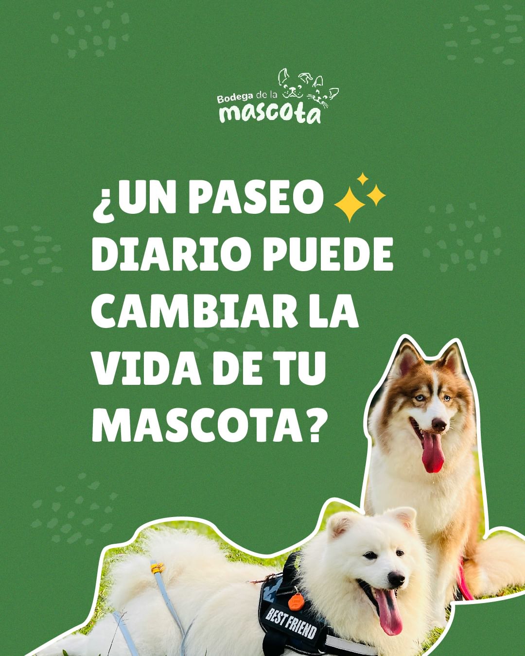 ¿Un paseo diario puede cambiar la vida de tu mascota?