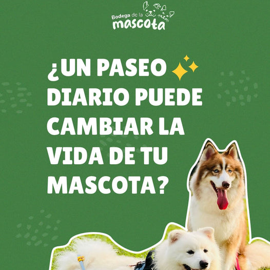 ¿Un paseo diario puede cambiar la vida de tu mascota?