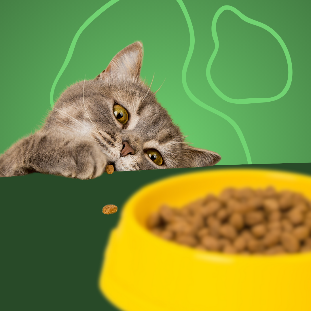 Alimentos para gatos