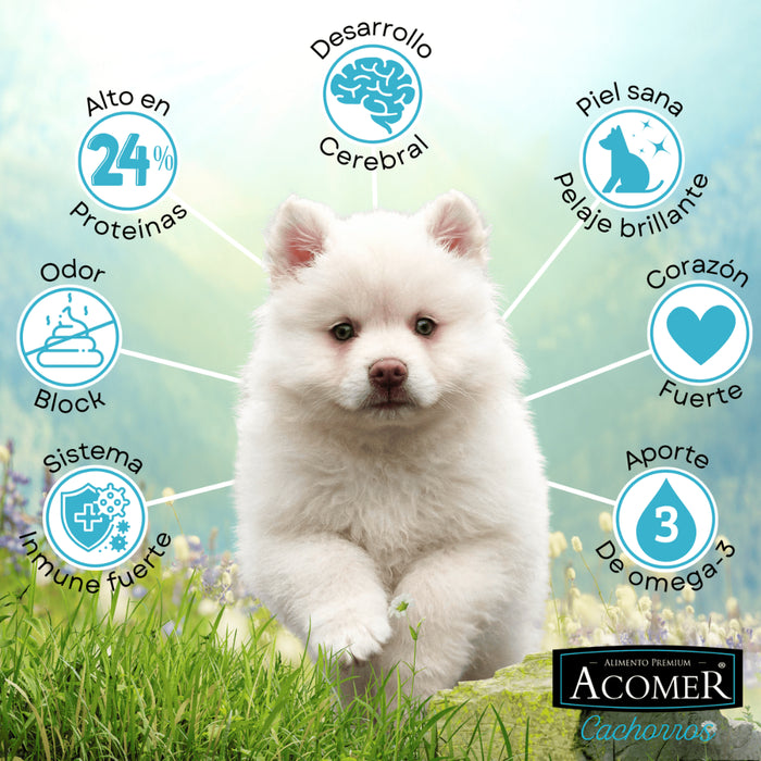 Acomer Perros Cachorros