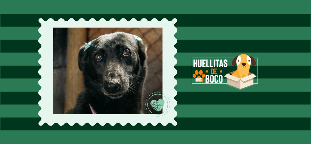 Alianza Huellitas de Boco. Foto de perrita en adopción.