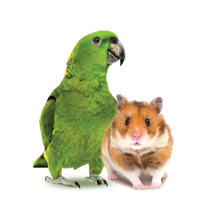 Champion Mini Pets Maravilla