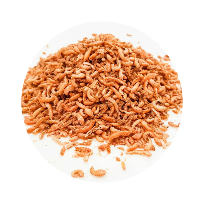 Camarón Gammarus Alimento para Tortugas