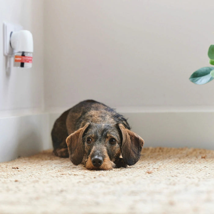 Cani Comfort Kit 30 días