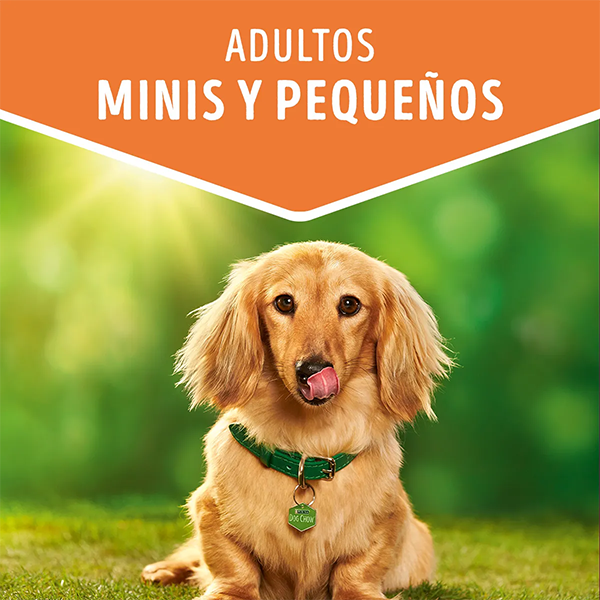 Sobre Dog Chow Adultos Minis y Pequeños, sabor Salmón