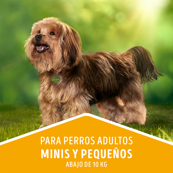 Dog Chow Carne y pollo para perros adultos minis y pequeños