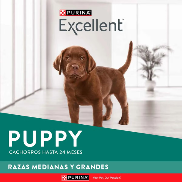 Excellent Cachorro de Razas Medianas y Grandes