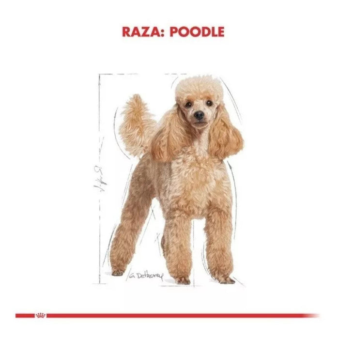 Royal Canin Perros Poodle Adulto