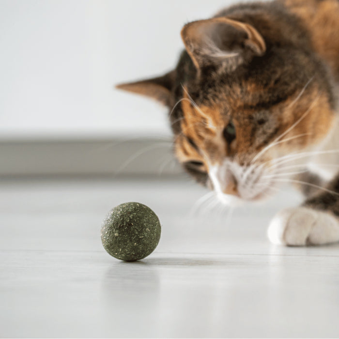 Set de pelotas de Hierba gatera - Catnip