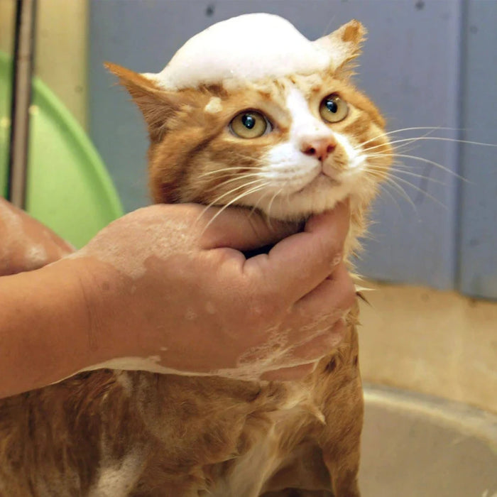 Shampoo en Espuma Seca Bioline para Perros y Gatos