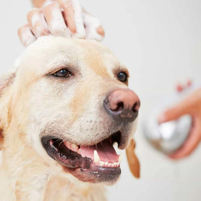 Shampoo en Espuma Seca Bioline para Perros y Gatos