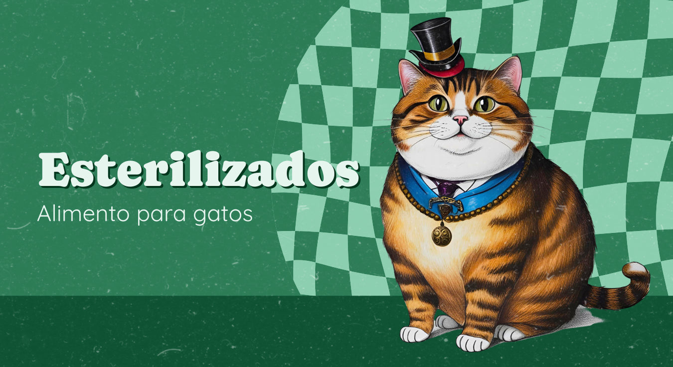 Categoría Gatos esterilizados